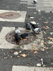 Columba livia domestica