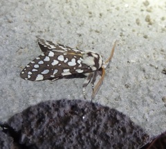 Lophocampa ingens