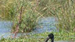 Phragmites mauritianus