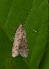 Anacampsis