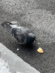 Columba livia domestica