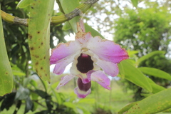 Dendrobium nobile