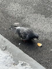 Columba livia domestica
