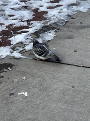 Columba livia domestica