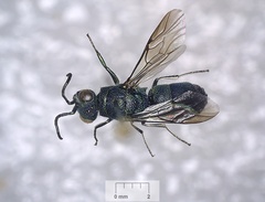 Chrysis ignita