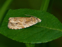 Olethreutes permundana