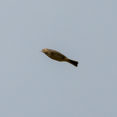 Anthus spragueii