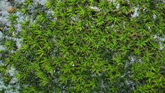 Trichostomum crispulum