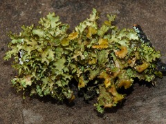 Tuckermanopsis ciliaris