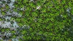 Trichostomum crispulum