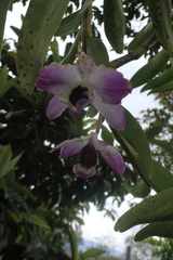 Dendrobium nobile