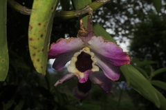 Dendrobium nobile