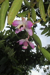 Dendrobium nobile