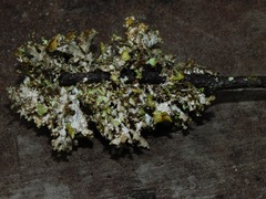 Tuckermanopsis ciliaris