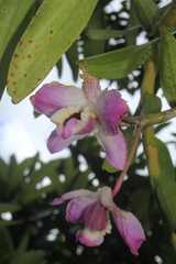 Dendrobium nobile