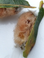 Neuroterus laurifoliae