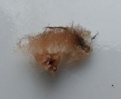 Neuroterus laurifoliae