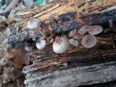 Mycena haematopus