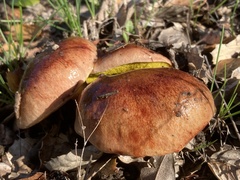 Aureoboletus