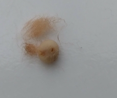 Neuroterus laurifoliae