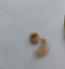 Neuroterus laurifoliae