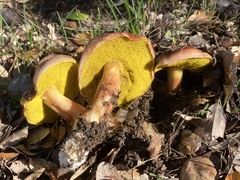 Aureoboletus