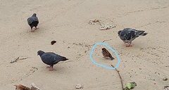 Passer domesticus
