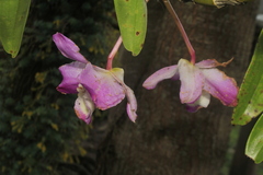Dendrobium nobile
