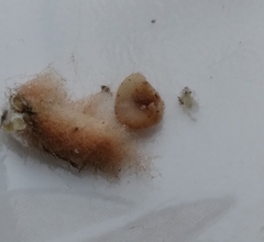 Neuroterus laurifoliae