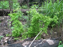 Lygodium microphyllum