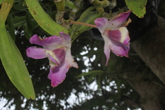 Dendrobium nobile