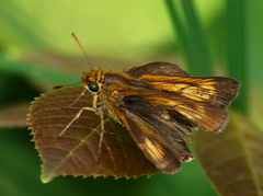 Euphyes conspicua