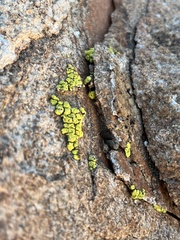 Acarospora socialis