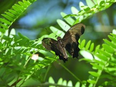 Heraclides anchisiades