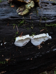 Agaricomycotina
