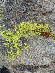 Acarospora socialis