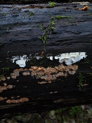 Agaricomycotina