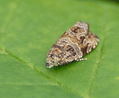 Olethreutes olivaceana