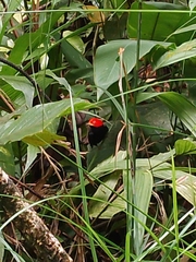 Ceratopipra mentalis