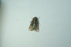 Oligia latruncula