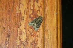 Oligia strigilis