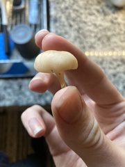 Cuphophyllus virgineus