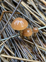 Galerina badipes