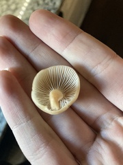 Cuphophyllus virgineus