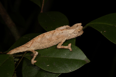Brookesia superciliaris