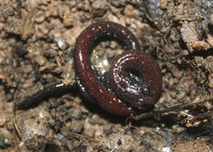 Batrachoseps nigriventris