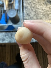 Cuphophyllus virgineus