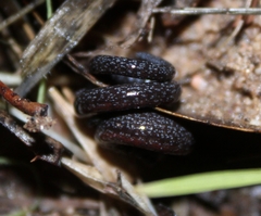 Batrachoseps nigriventris