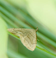 Zanclognatha pedipilalis