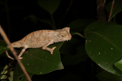 Brookesia superciliaris